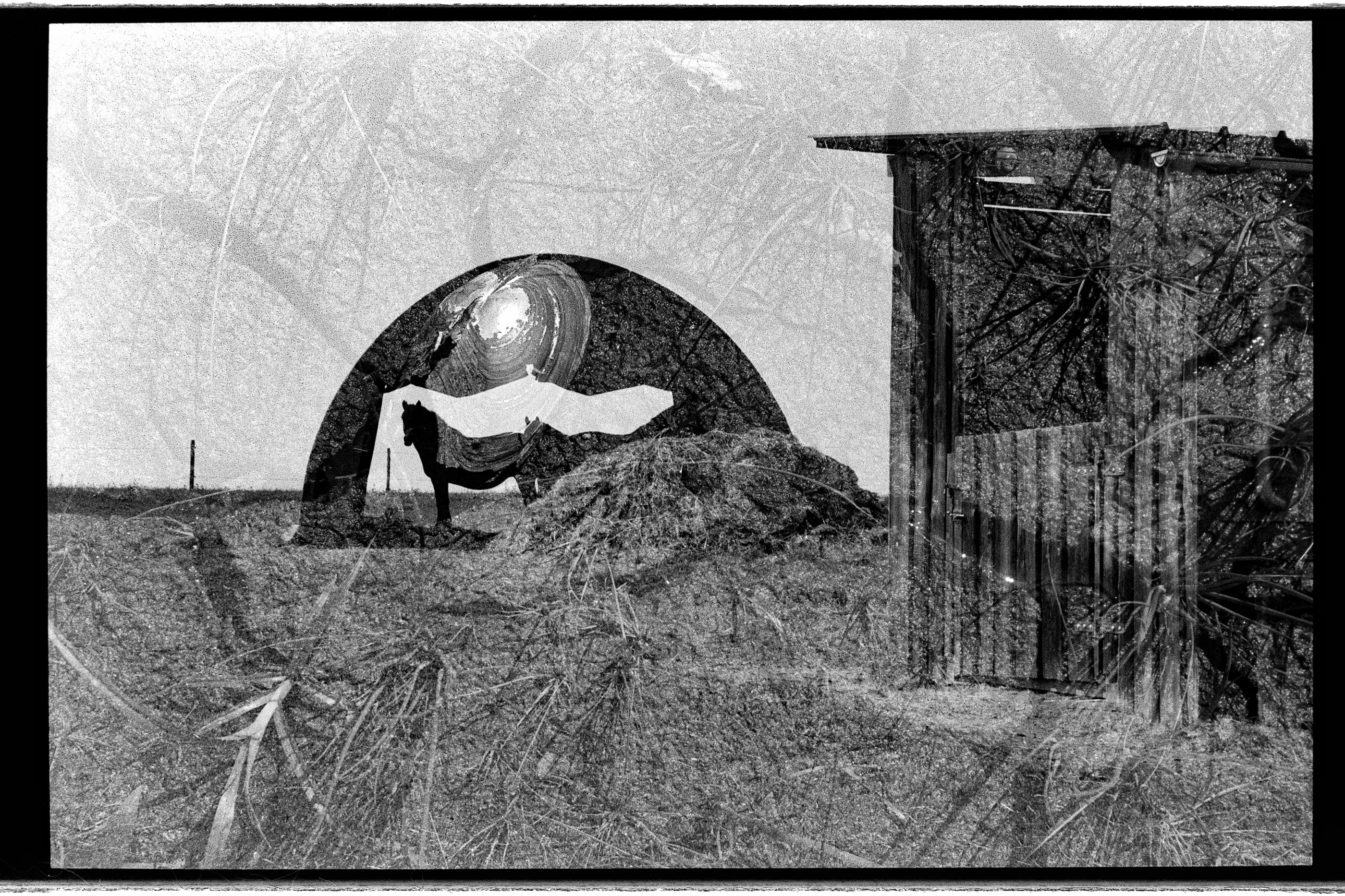 Black and white film photograph, double exposed: an arched shelter in a field of hay beside a wooden shed, grasses laid over the sky.