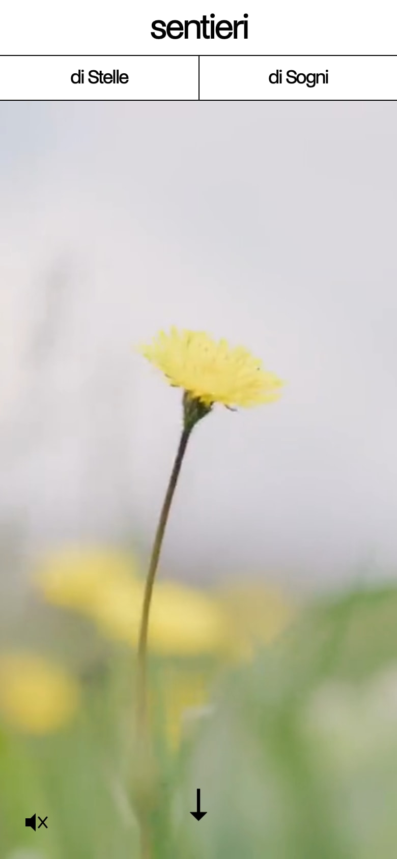 The landing page at phone width. Under the header and the split bar, a full height frame of video: a yellow wild flower in soft focus against a pale sky and green grass. A muted speaker icon at the bottom left and a down arrow at the bottom centre.